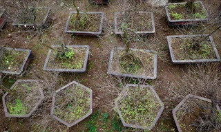 Thời điểm này, vườn mai trắng của gia đình anh Trần Tiến Dũng (Nhật Tân, Tây Hồ, Hà Nội) đã được mở bán. Mai trắng còn gọi là nhất chi mai (hoa mai nở một lần). Hiện cả 400 cây đều báo giá bán từ 1 đến 30 triệu đồng/cây, giá cho thuê thì rẻ hơn