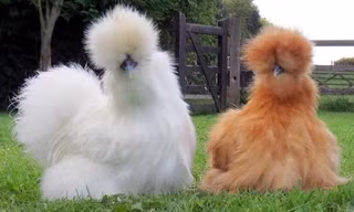 Gà Silkie hay còn gọi với cái tên dân dã là gà lông xù đang được rất nhiều người lùng mua