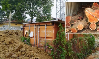 Số phận hẩm hiu của cây sưa 'trăm tỷ' 4 lần đấu giá vẫn 'ế khách' ở Hà Nội