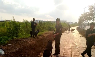 Hơn 30 chú chó nghiệp vụ 'săn' kẻ cướp trong rừng lau sậy