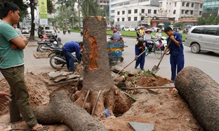 Theo đơn giá của Hà Nội, việc đào gốc xà cừ có đường kính 120 cm được tính phí 10 triệu đồng. Ảnh: Quý Đoàn