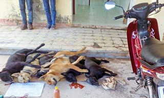 Công an Hà Nội khởi tố vụ người dân đâm chết kẻ trộm chó