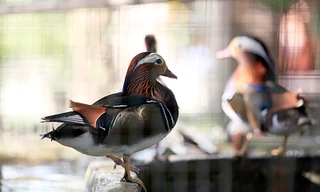 Đàn vịt uyên ương được anh Giáp nuôi cách đây 7 năm. Theo anh Giáp, ban đầu anh chỉ có một đôi vịt uyên ương do một người bạn mang từ Nga về. Anh đã dùng khá nhiều chim trĩ để đổi cho bạn lấy đôi vịt uyên ương dù thời điểm đó, giá chim trĩ khá đắt. Được c