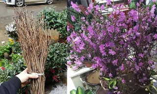 'Đỗ quyên ngủ đông': Hoa lạ như củi khô, cơn sốt Tết 2018