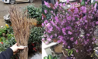 'Đỗ quyên ngủ đông': Hoa lạ như củi khô, cơn sốt Tết 2018