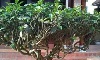 Dân Hà Nội đua nhau mua về trồng làm cảnh và lấy lá để pha nước uống