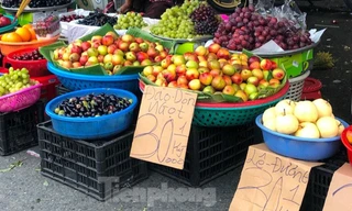 Đào "đội lốt" Sapa đỏ mọng, to tròn nhìn rất đẹp mắt