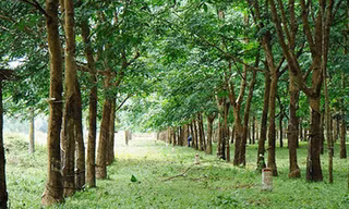 Nạn nhân sau đó được xác định là ông Vũ Đức Tấn (55 tuổi), ngụ tổ 8, ấp 4 (xã Sông Trầu)