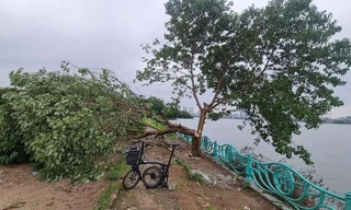 Công an xác minh vụ 'cây cô đơn' ở hồ Tây bị chặt phá