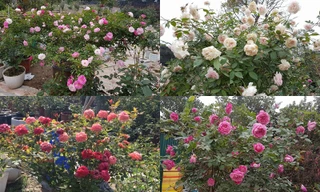 Ghé thăm vườn hồng không mất phí và đẹp hơn lễ hội hoa hồng