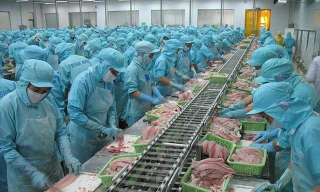 Xuất khẩu cá tra tăng vọt, ngành thủy sản tiếp tục bội thu