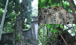 Cây sưa "dát vàng" ở Hà Nội đang... chết dần chết mòn