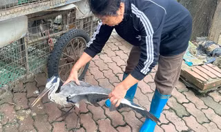 Nghĩa địa chim trời ở Hà Nội - nơi 'xử tử' hàng trăm con chim mỗi ngày