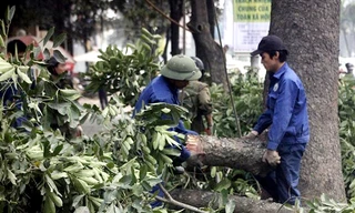 Chủ tịch UBND TP. Hà Nội vừa ra quyết định kỷ luật hàng loạt cán bộ có liên quan đến đề án chặt hạ, thay thế 6.700 cây xanh trên địa bàn thủ đô. Ảnh: VNN