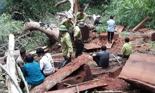 Cận cảnh khám nghiệm hiện trường vụ khai thác gỗ giáng hương ở Vườn Quốc gia Yok Đôn