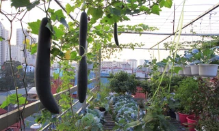 Chị Huyền (đang công tác tại Học viện Phụ nữ Việt Nam) chia sẻ, những năm gần đây con cái đã lớn, công việc cũng ổn định nên chị có thời gian tìm thêm niềm vui trong việc trồng trọt. Từ cuối năm ngoái chị đã mua những giỏ hoa và kệ hai tầng trồng rau đặt 