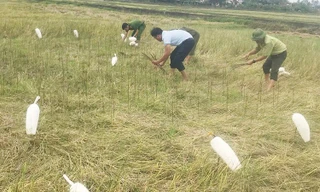 Quảng Bình nghiêm cấm cán bộ, người dân xâm hại chim trời 
