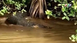 Cận cảnh cá sấu dài 2m xuất hiện trên kênh ở Bến Tre