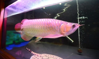 Cá rồng vàng 24K 9999 đang tuổi "vị thành niên" có chiều dài 20 cm được chào bán với giá 18-22 triệu đồng. Ảnh: Ngọc Lan