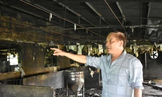 Chủ trang trại kể về ngày đen tối đàn lợn hàng trăm con bị sét đánh chết