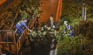 Hình ảnh công nhân xuyên đêm di dời hàng phong lá đỏ đi 'tránh nắng'