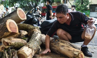 Người dân gom mùn cưa sau khi cây sưa đỏ bên hồ Gươm bị chặt hạ