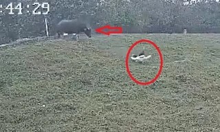 Kinh hoàng trâu húc văng cô gái đi đường xuống bờ đê ở Hà Nội