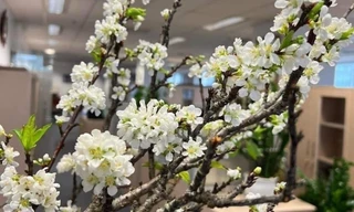 Cành hoa mận Tây Bắc ồ ạt về Hà Nội giá chỉ từ 5.000 đồng