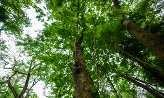 Cận cảnh những cây sưa được ví như 'vàng lộ thiên' ở Hà Nội