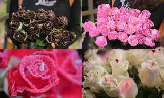 "Độc", lạ hoa hồng phủ chocolate, giá "chát" vẫn "cháy hàng"
