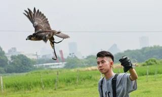 Dân chơi ở Hà Nội chi chục triệu đồng nuôi loài chim 'trinh sát trên không'