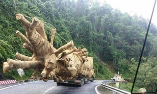 Những gốc cây khủng như "quái thú" được vận chuyển dọc QL1A gây xôn xao dư luận nhiều ngày nay