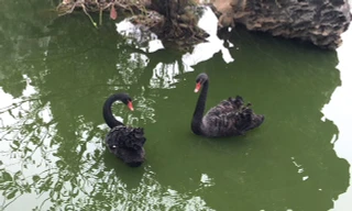 Đại gia Hà Nội chi gần 40 triệu đồng để mua đôi thiên nga đen