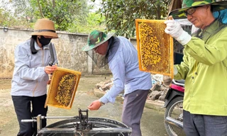 Đưa ong rừng về nuôi lấy mật, người dân Hà Nội kiếm hàng trăm triệu đồng
