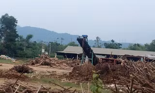 Xưởng gỗ dăm trái phép của công ty Việt Á Nghĩa Đàn công khai hoạt động