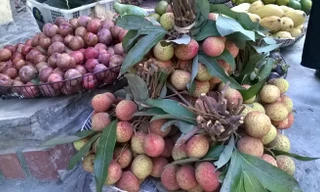 Vải đầu mùa siêu đắt lác đác xuất hiện tại Hà Nội khiến nhà giàu cũng sợ