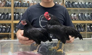 Độc lạ gà tí hon 'quý tộc' giá cả trăm triệu đồng ở Hà Nội
