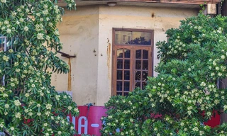 Chuyển chỗ ở, lánh nạn về quê vì ám ảnh mùi hoa sữa Hà Nội