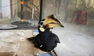 Chim quý hiếm lạc vào vườn nhà dân ở Đà Nẵng