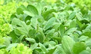 Những luống rau xanh, sạch của bà con xã Thanh Xuân, huyện Sóc Sơn, Hà Nội. Ảnh: Bizmedia