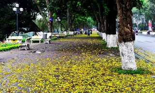 Lá sấu rụng đầu hè hàng năm thường xuất hiện nhiều trên các tuyến phố Phan Đình Phùng, Hoàng Diệu, Quán Thánh, Trần Phú...