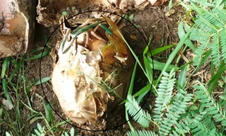 Trong ảnh khoanh tròn là 19 quả lựu đạn trong túi xách chưa được xử lý