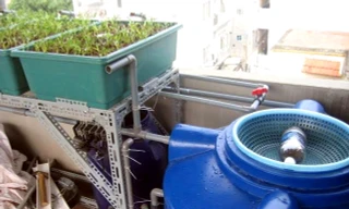 Dân Hà Thành làm “ao” nuôi cá trên sân thượng