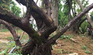 Bí ẩn ‘thung lũng’ 3.000 gốc hoa hồng ở Hà Nội