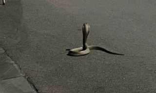 Hình ảnh con rắn hổ mang được phát hiện trong khu đô thị The Manor Central Park