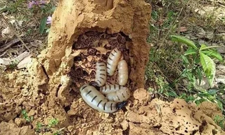 Côn trùng chúa đáng sợ: 'Thần dược', dân Hà thành săn ngâm rượu tẩm bổ