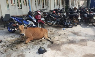 Mặc dù bị tạm giữ nhưng con bò này vẫn được chăm sóc cẩn thận