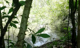 Hiện trường ao sau nhà nơi phát hiện thi thể của nạn nhân