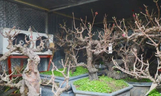 Chiêm ngưỡng 'vua của các loài đào' nằm phòng điều hoà chờ hoa nở đúng dịp Tết Nguyên đán