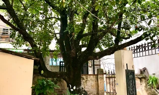 Đặc sản Hà Nội, cây hồng xiêm tổ hơn 100 tuổi ở đất Xuân Đỉnh có gì đặc biệt?